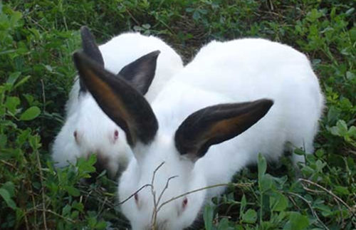 EM原液肉兔養(yǎng)殖上的應(yīng)用